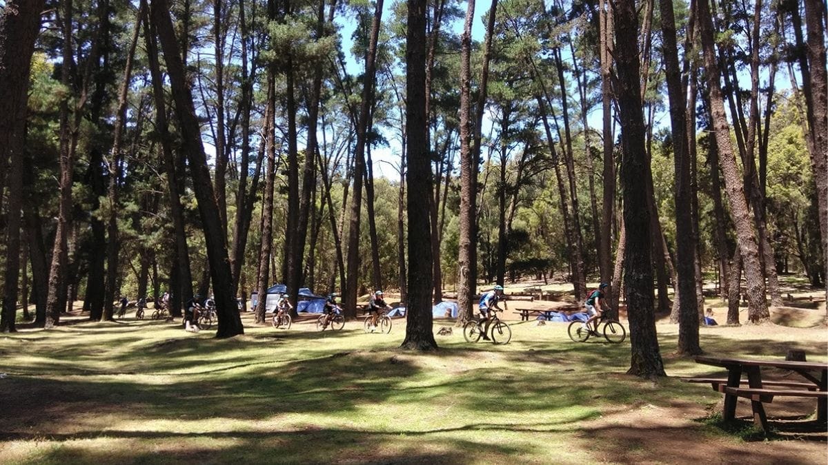 Biking through trees in the forest